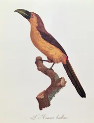 Aracari de Baillon, gravé par Jacques Louis Peree (b.1769)